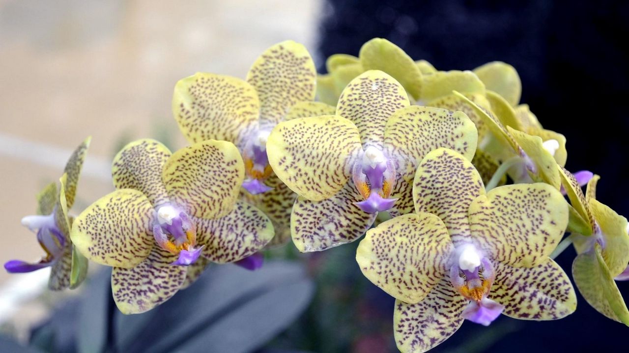 Обои орхидея, ветка, цветок, пятнистый, экзотика