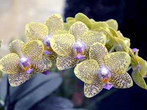 Превью обои орхидея, ветка, цветок, пятнистый, экзотика