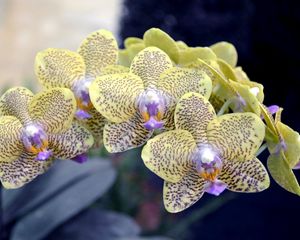 Превью обои орхидея, ветка, цветок, пятнистый, экзотика