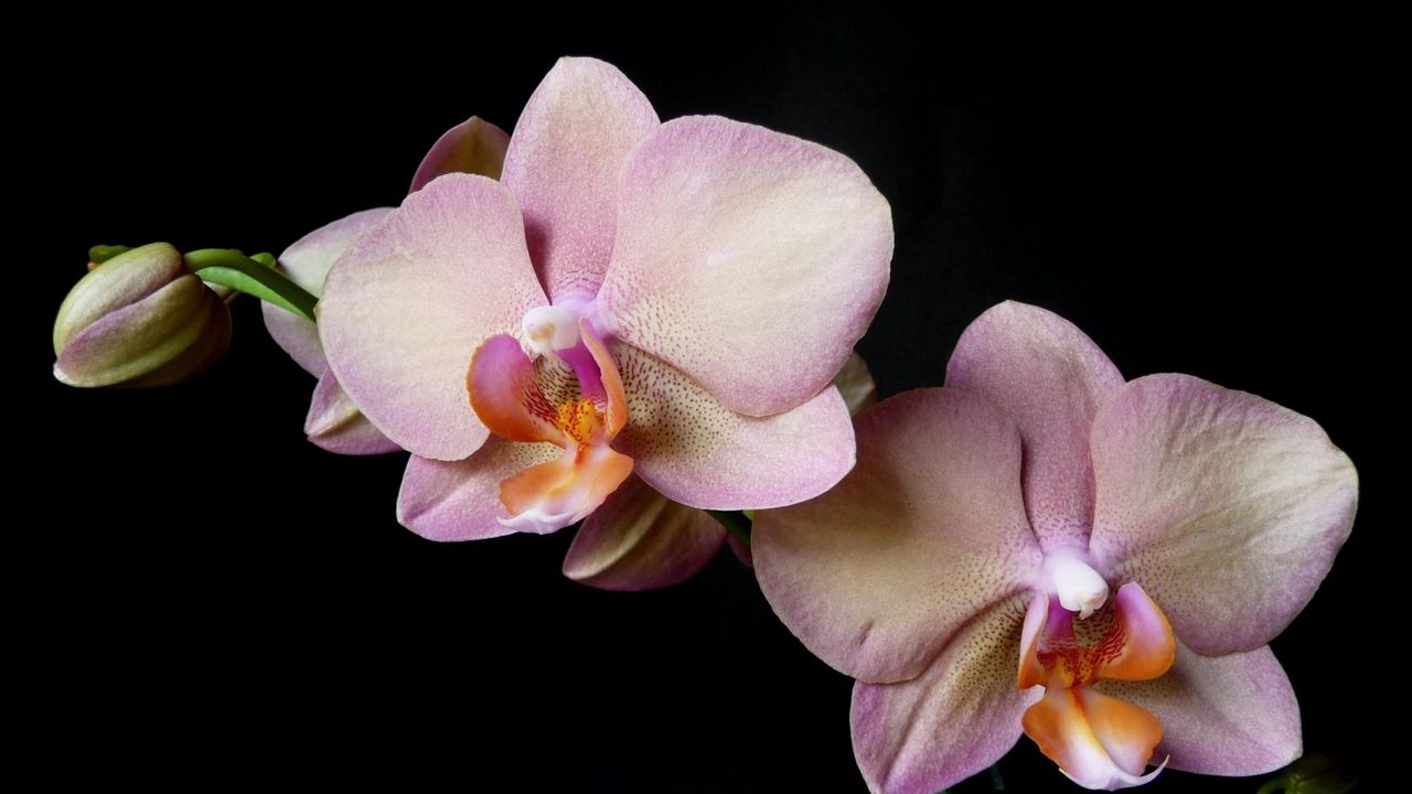 Обои орхидея, ветка, цветок, черный фон