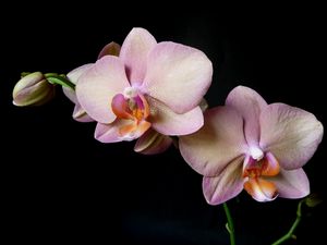 Превью обои орхидея, ветка, цветок, черный фон