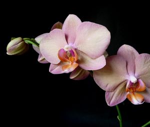 Превью обои орхидея, ветка, цветок, черный фон
