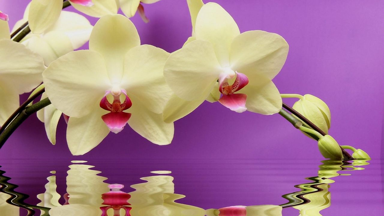 Обои орхидея, ветка, вода, отражение