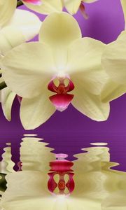 Превью обои орхидея, ветка, вода, отражение