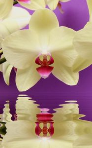Превью обои орхидея, ветка, вода, отражение