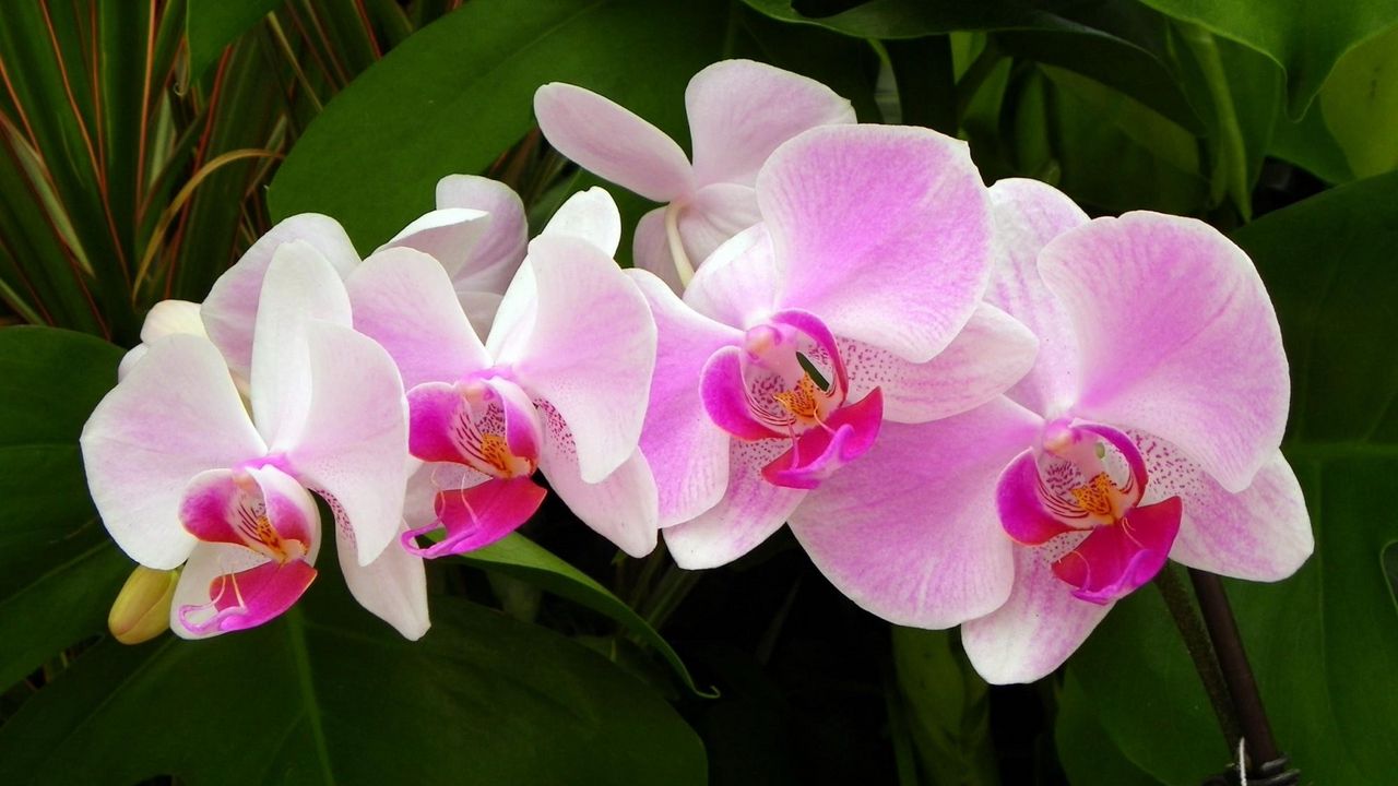 Обои орхидея, ветка, зелень, крупный план