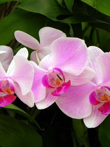Превью обои орхидея, ветка, зелень, крупный план