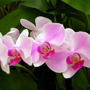 Превью обои орхидея, ветка, зелень, крупный план