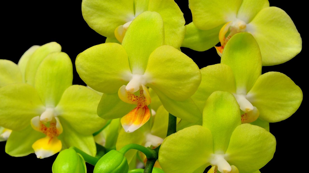 Обои орхидея, желтая, цветок, крупный план, ветка, черный фон