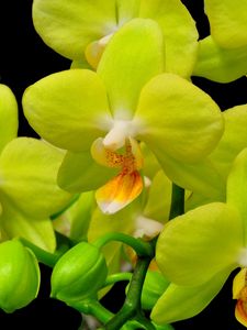 Превью обои орхидея, желтая, цветок, крупный план, ветка, черный фон