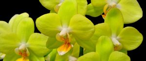 Превью обои орхидея, желтая, цветок, крупный план, ветка, черный фон