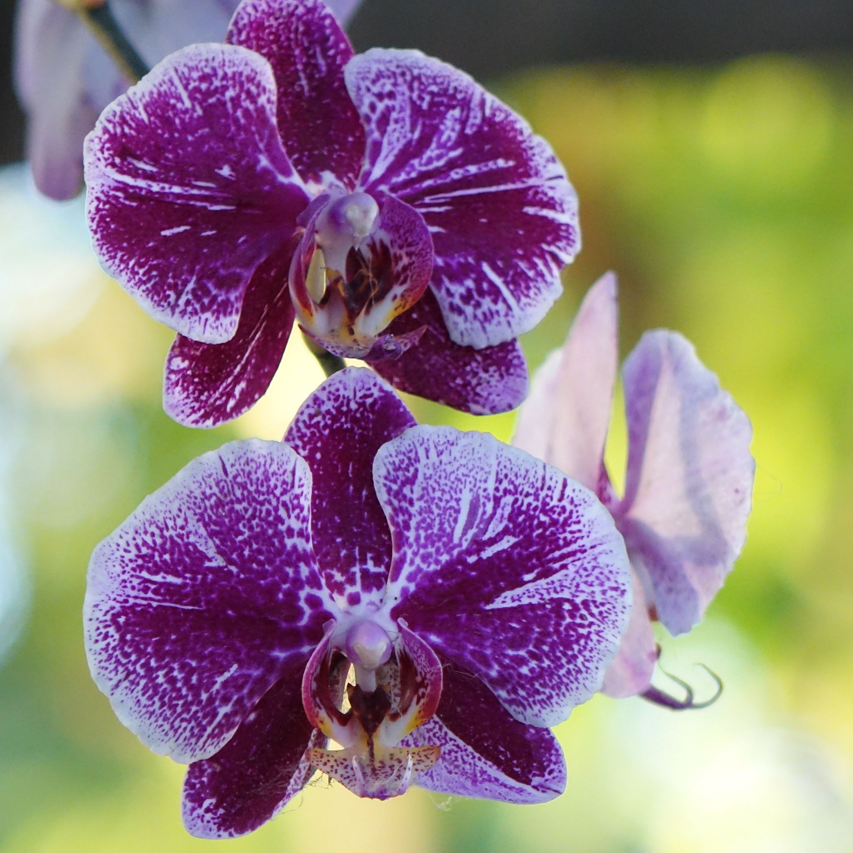 Орхидея биг бен фото и описание сорта