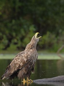 Превью обои орлы, вода, пара, птицы, хищники