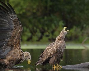 Превью обои орлы, вода, пара, птицы, хищники