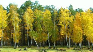 Превью обои осень, арыкбалык, лес, пейзаж