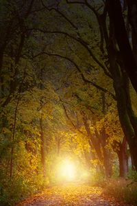 Превью обои осень, деревья, арка, солнечный свет, тропинка