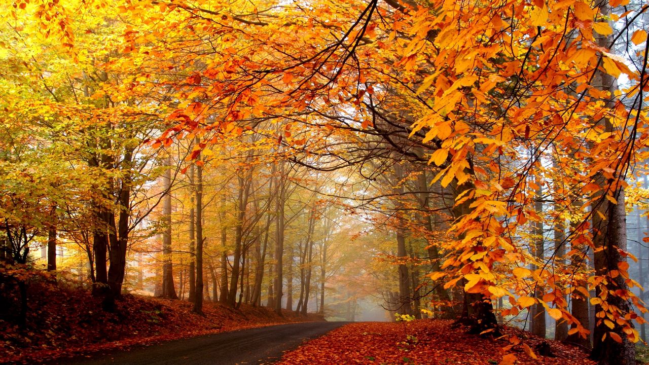 Обои осень, деревья, дорога, туман, дымка, асфальт, листья, желтые, ярко