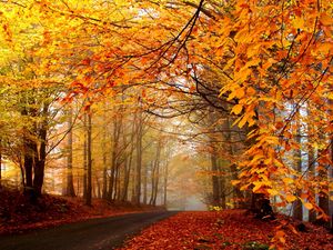 Превью обои осень, деревья, дорога, туман, дымка, асфальт, листья, желтые, ярко
