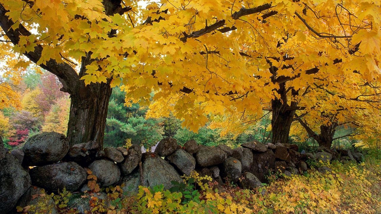 Обои осень, деревья, камни, клен
