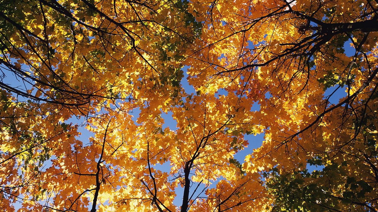 Обои осень, деревья, кроны, листья, желтые, ветви, верхушки