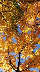 Превью обои осень, деревья, кроны, листья, желтые, ветви, верхушки