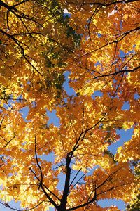 Превью обои осень, деревья, кроны, листья, желтые, ветви, верхушки