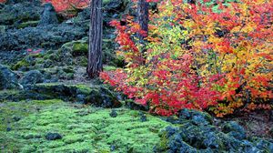 Превью обои осень, деревья, листья, мох, камни