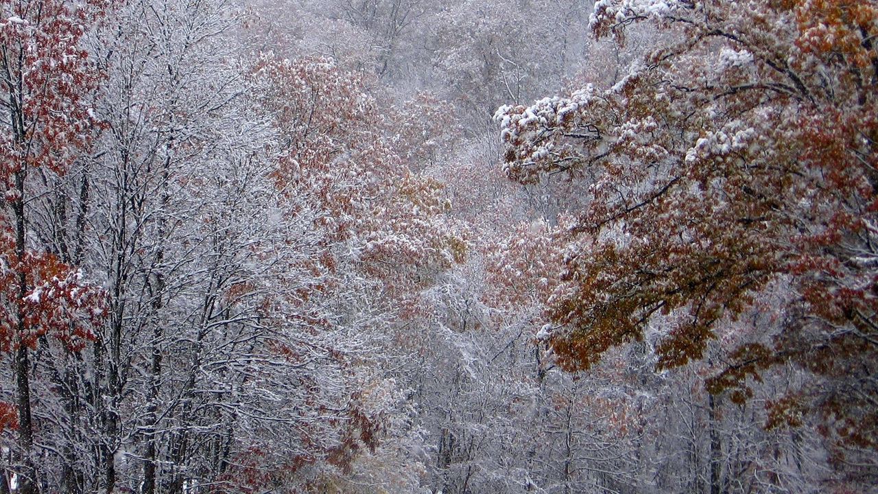 Обои осень, деревья, листья, снег
