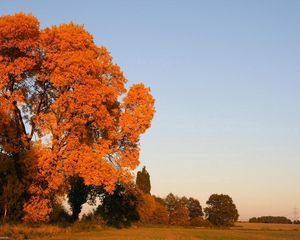 Превью обои осень, деревья, листья, желтые, поле, небо