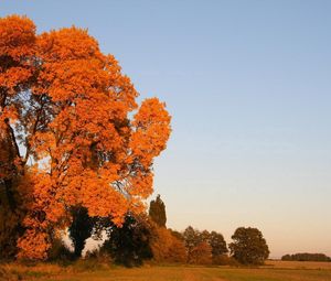 Превью обои осень, деревья, листья, желтые, поле, небо