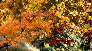 Превью обои осень, деревья, листья, природа