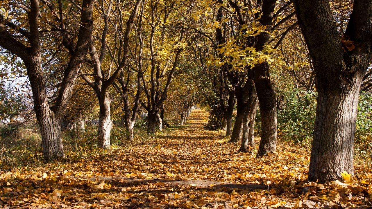 Обои осень, деревья, листопад, октябрь, стволы, увядание, ряды, тропа