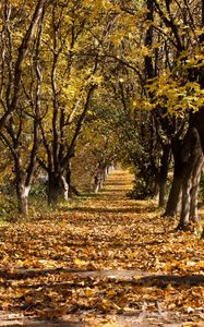 Превью обои осень, деревья, листопад, октябрь, стволы, увядание, ряды, тропа