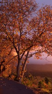 Превью обои осень, деревья, листва, закат