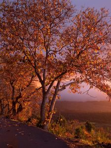 Превью обои осень, деревья, листва, закат