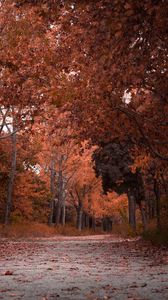 Превью обои осень, деревья, листва, парк