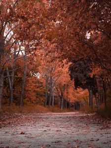 Превью обои осень, деревья, листва, парк