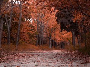 Превью обои осень, деревья, листва, парк