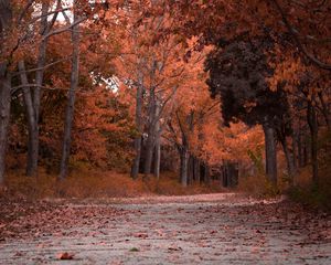 Превью обои осень, деревья, листва, парк