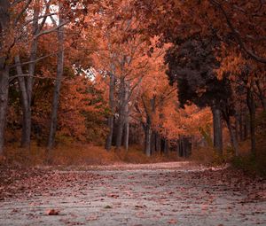 Превью обои осень, деревья, листва, парк