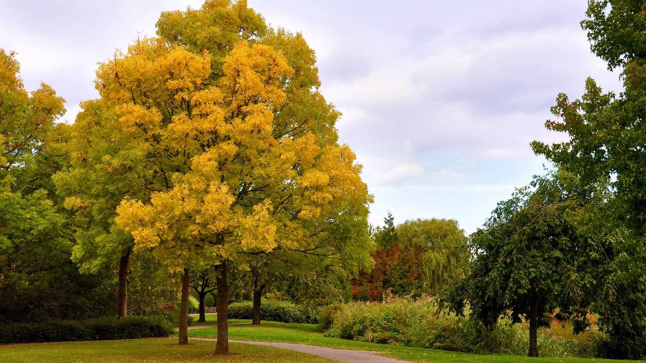 Обои осень, деревья, парк, аллея, дорожка, октябрь, небо, хмурое