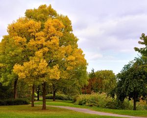 Превью обои осень, деревья, парк, аллея, дорожка, октябрь, небо, хмурое