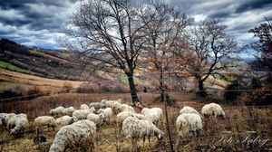 Превью обои осень, деревья, пастбище, овцы, стадо