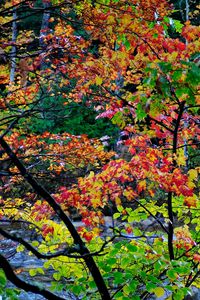 Превью обои осень, деревья, пейзаж, красиво