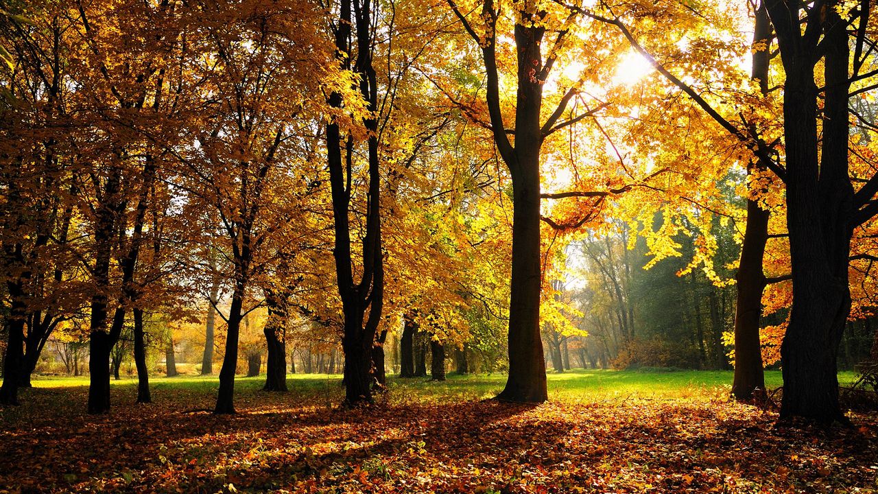 Обои осень, деревья, свет