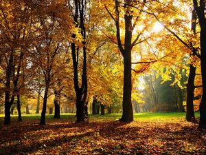 Превью обои осень, деревья, свет