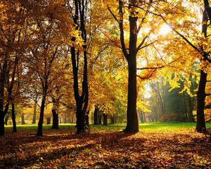 Превью обои осень, деревья, свет