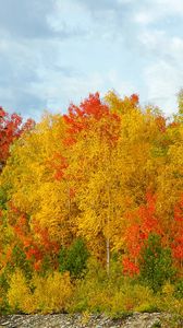 Превью обои осень, деревья, цвета, разнообразие, оттенки, березы, ели, небо