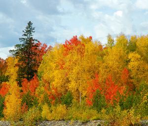 Превью обои осень, деревья, цвета, разнообразие, оттенки, березы, ели, небо