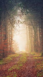 Превью обои осень, деревья, туман, тропинка, листва